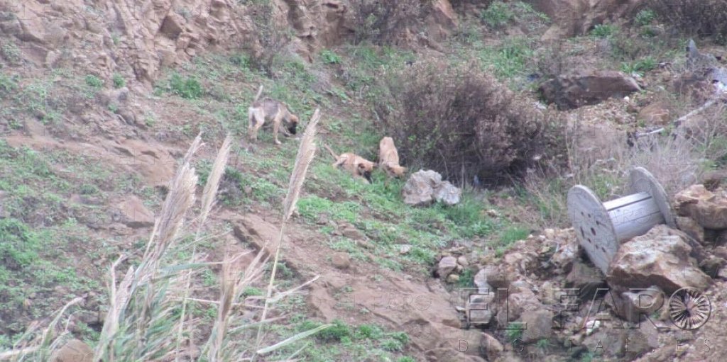 Perros asilvestrados se comen animales del pudridero del Museo del Mar