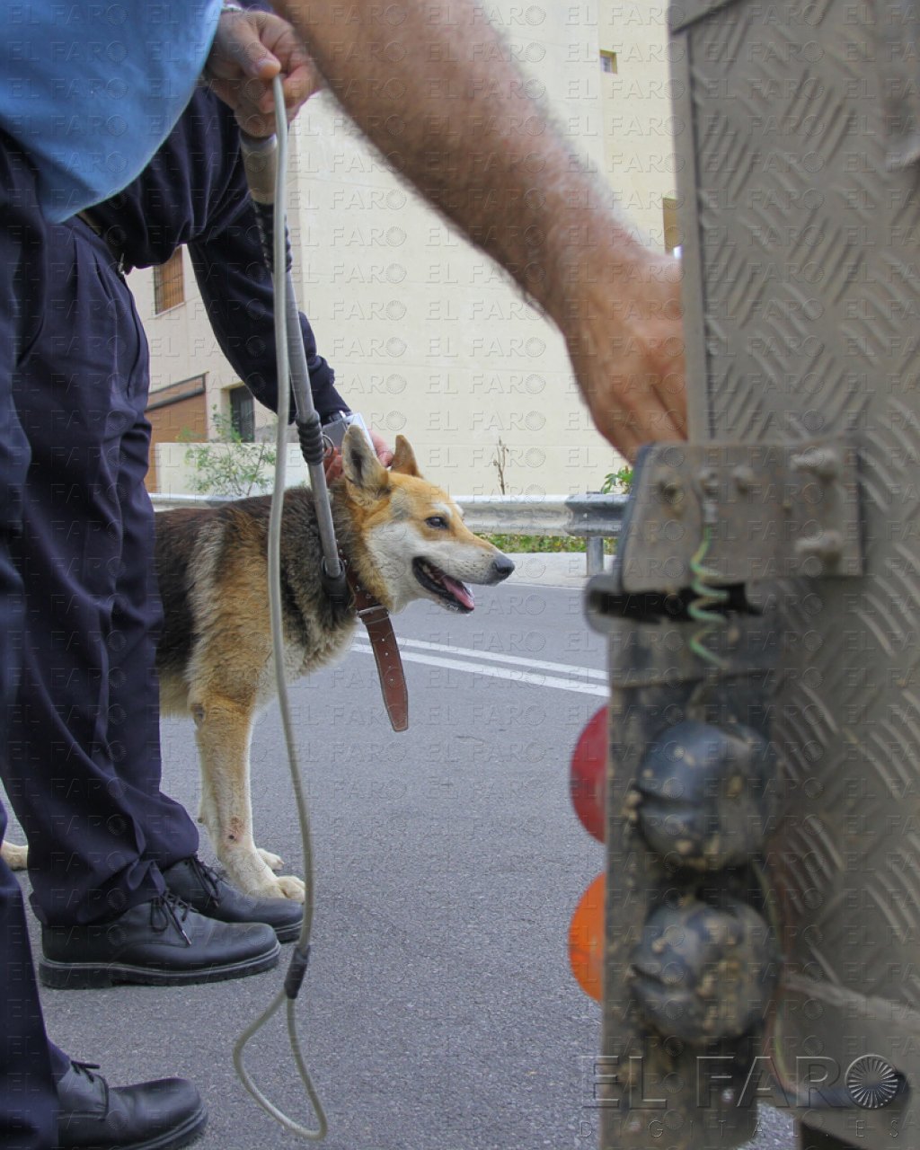 Los cazadores solicitan nuevas jaulas trampa para capturar perros salvajes