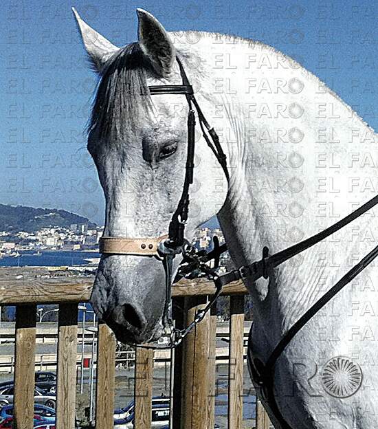 Jesús Folch inventa el “Hackamore”