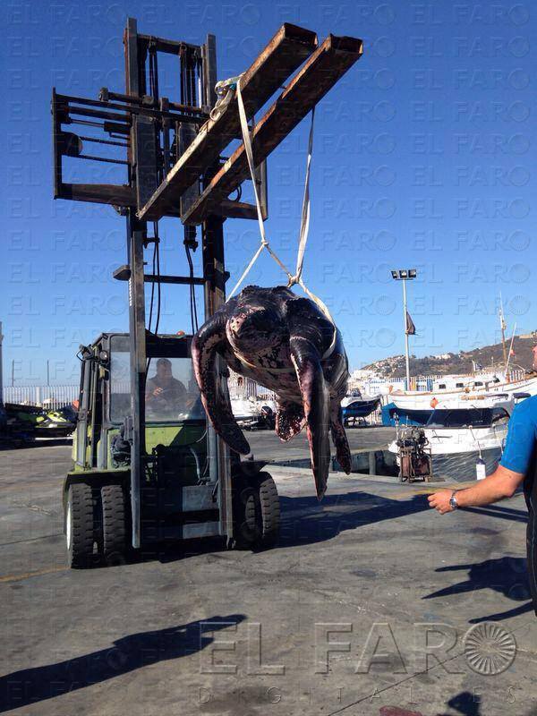 CECAM prevé liberar hoy otras dos tortugas atrapadas en redes