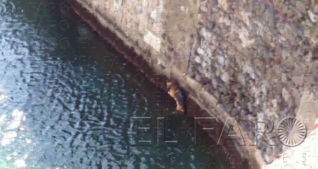 Perro al  agua… y  rescatado