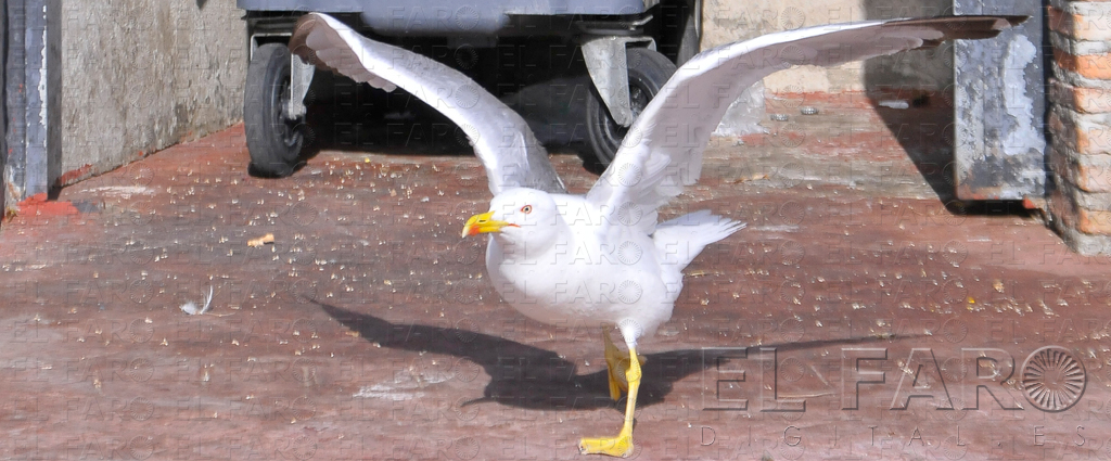 Una comisión técnica estudiará medidas ante la proliferación de las gaviotas