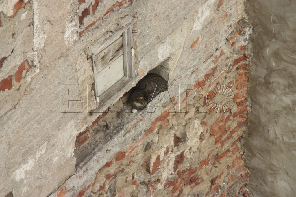 La Protectora salva a una gata oculta en el hueco de un muro
