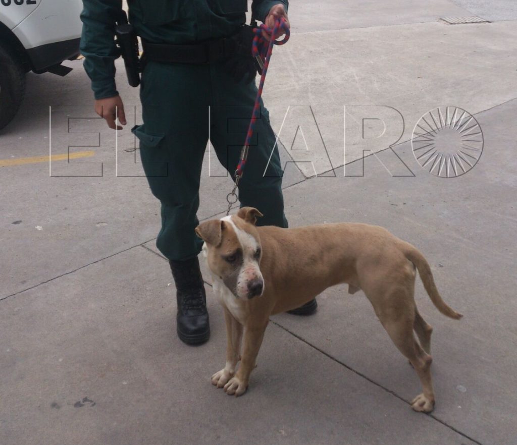 La Guardia Civil recupera un perro robado de la Protectora de Animales