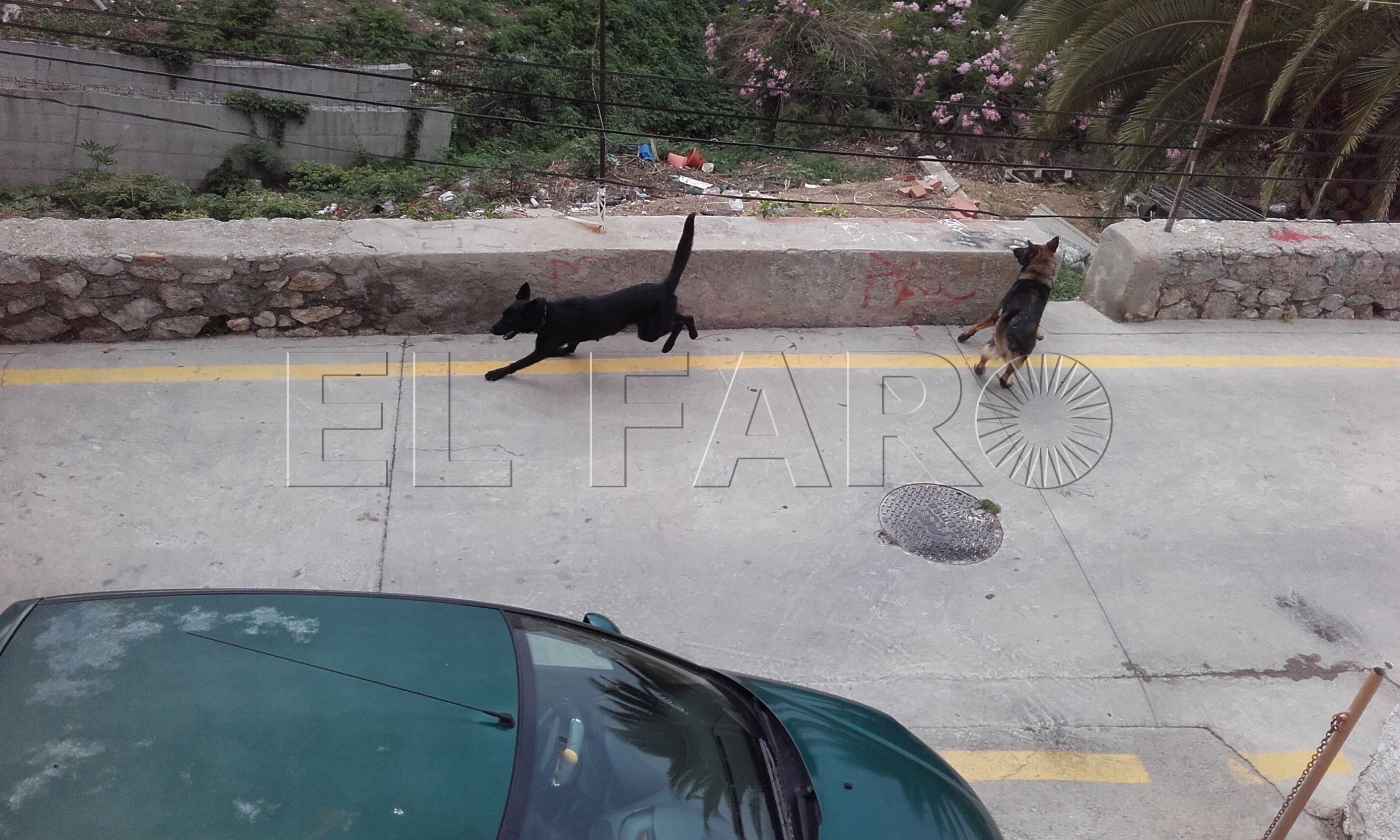 Vecinos de Virgen del Valle denuncian la insalubridad de una finca con perros
