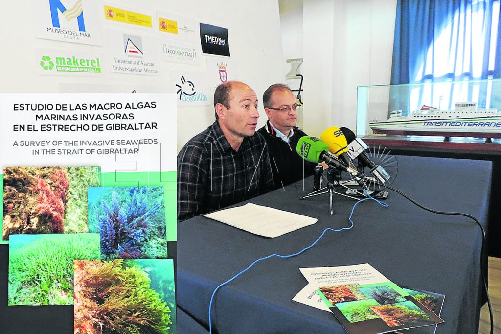 El alga invasora de Japón se afianza en la bahía norte hasta el Desnarigado