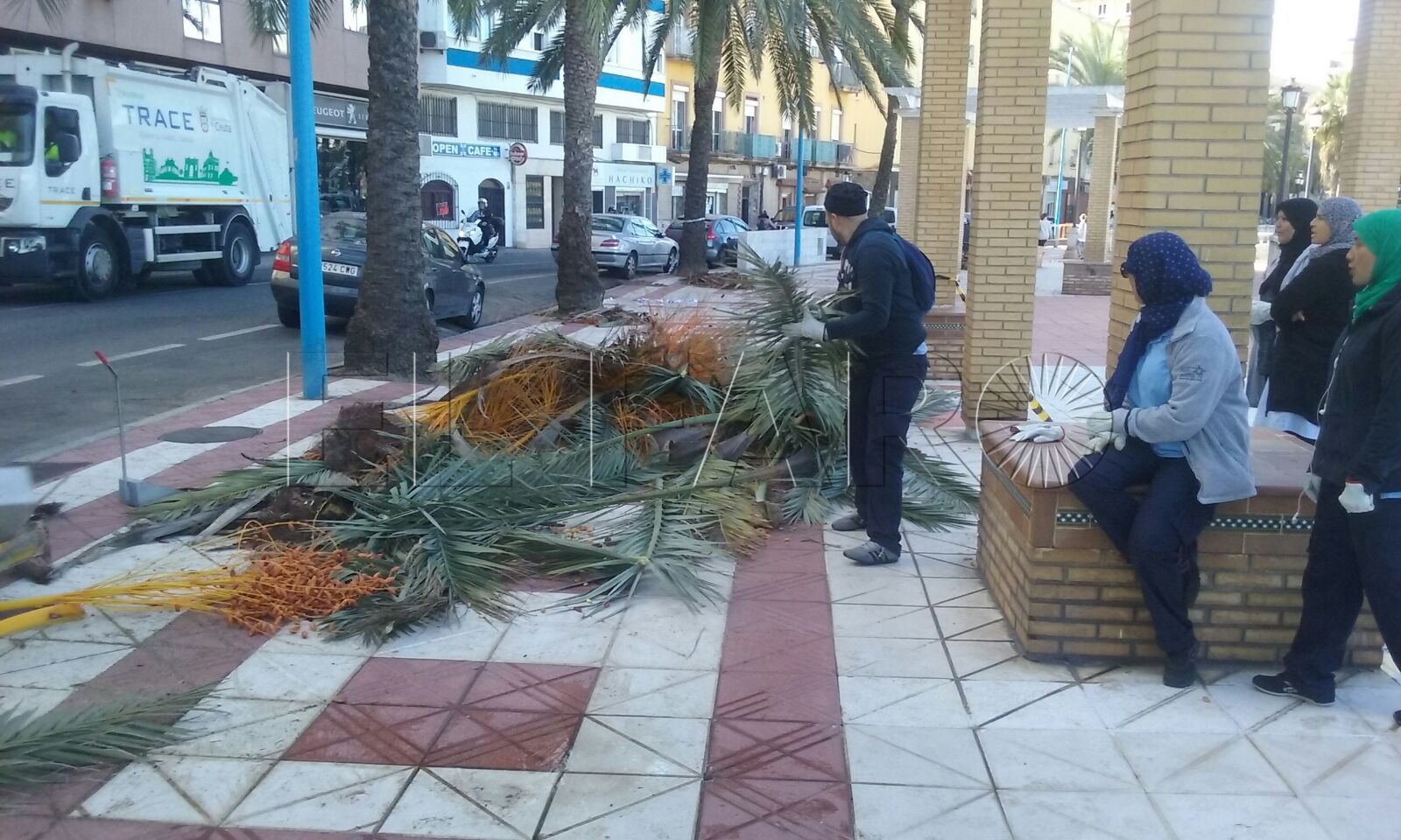 La poda de palmeras alcanza los 350 ejemplares