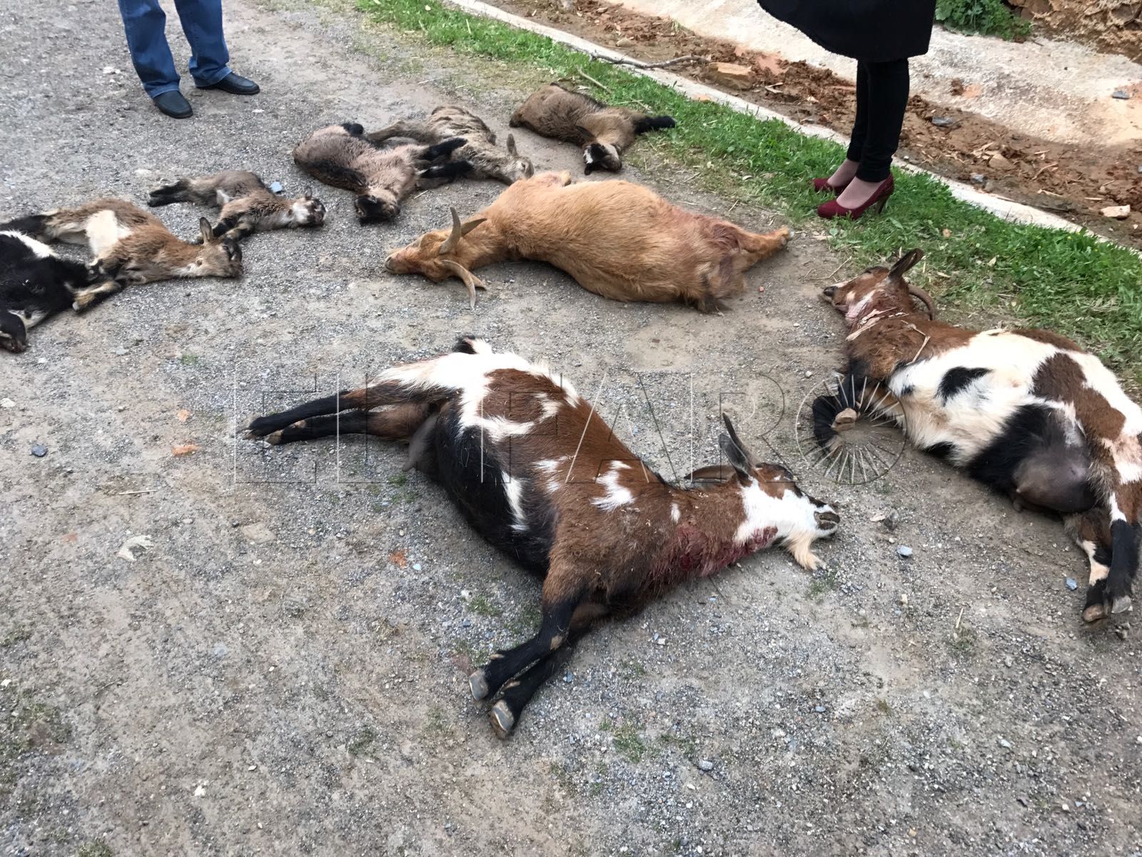 Perros salvajes atacan a varias cabras en la Hípica