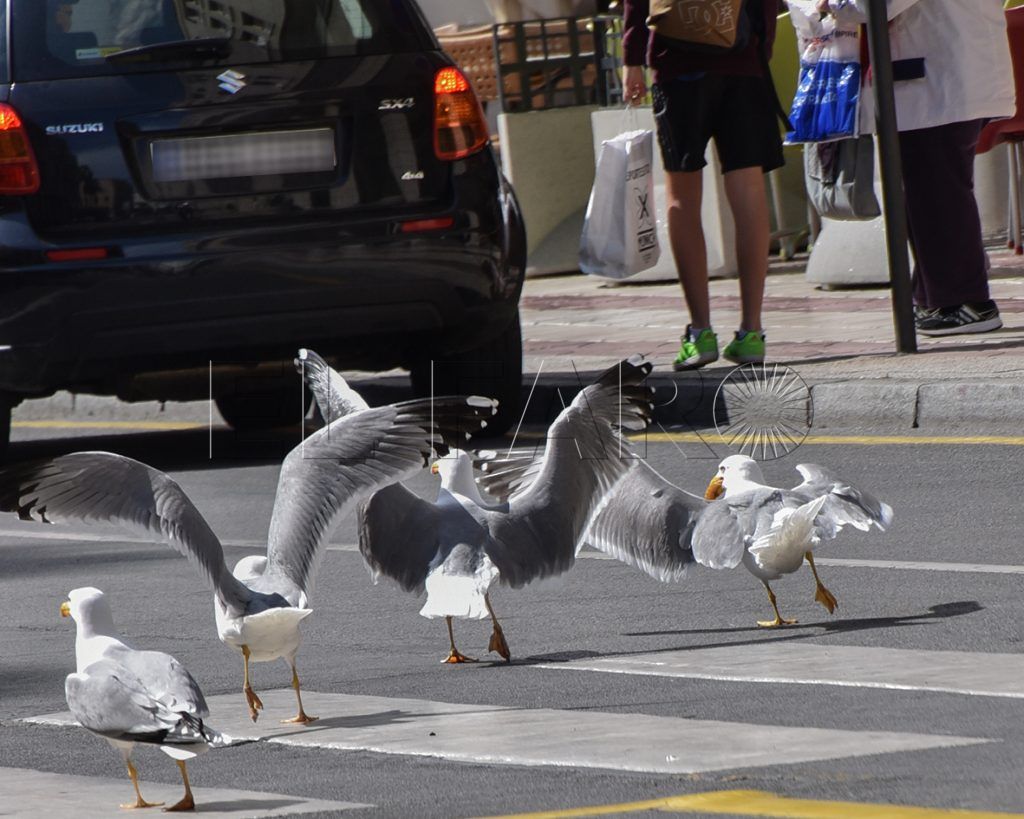 SEO-Ceuta estudia el impacto medioambiental de las gaviotas