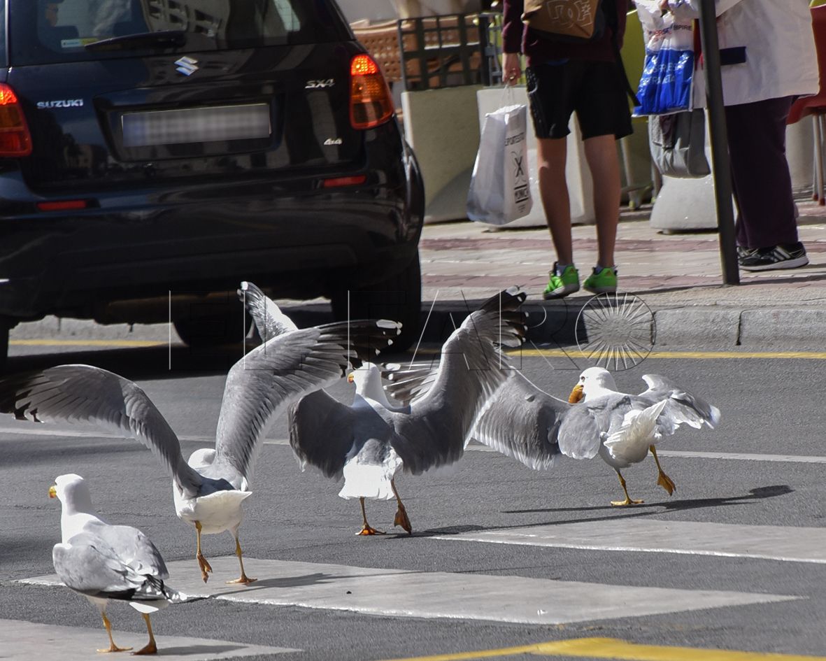 SEO-Ceuta estudia el impacto medioambiental de las gaviotas
