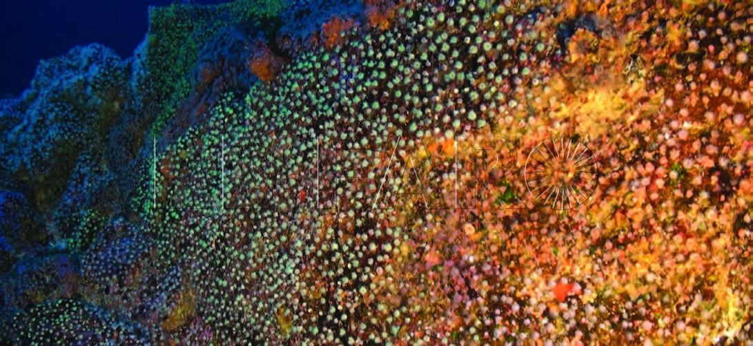 Los fondos marinos portugueses se recogen en una guía de Oceana