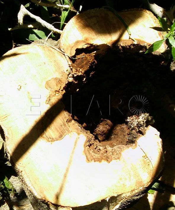 A investigación la tala de una higuera en la zona LIC de Calamocarro
