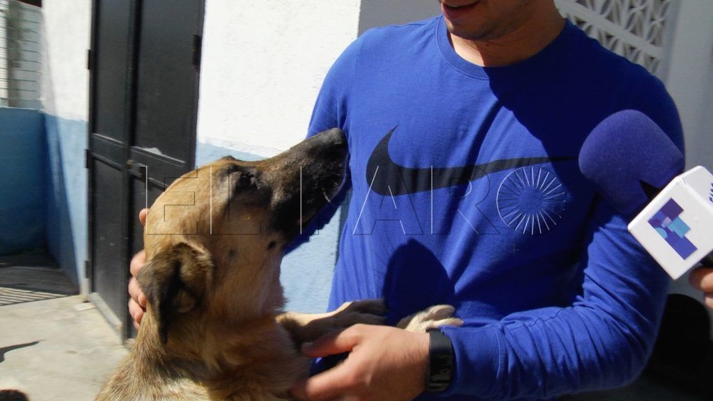 Perros con leishmania, los grandes ‘olvidados’ de la Protectora de animales