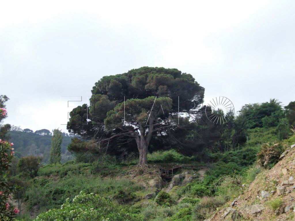 Ceuta, en el camino de la desertificación