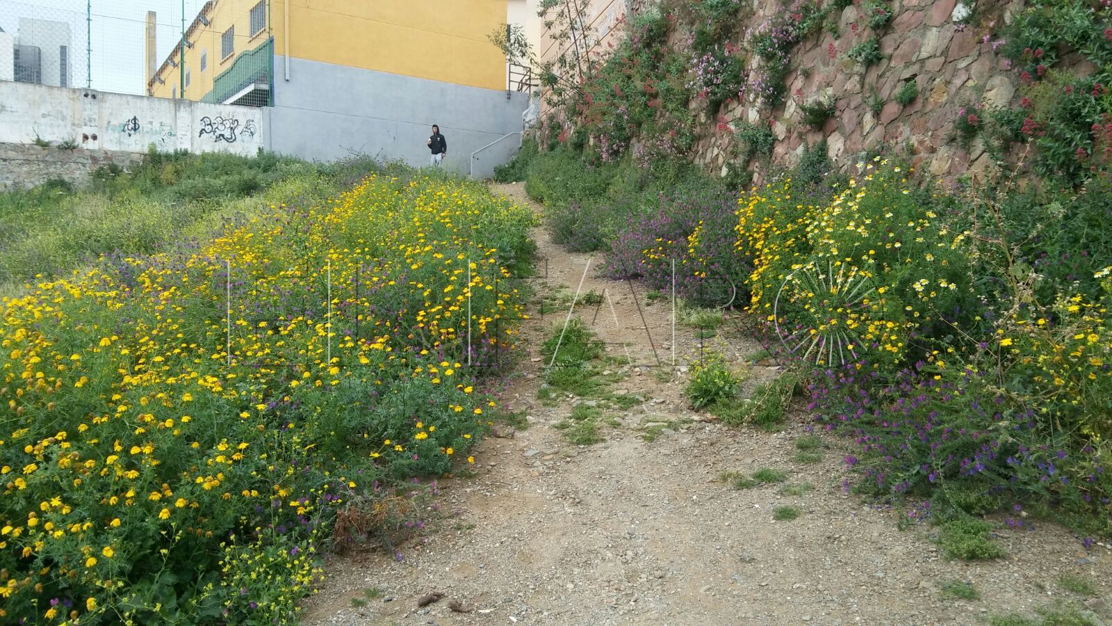 Denuncian el riesgo de incendio por la presencia de matorrales en las barriadas