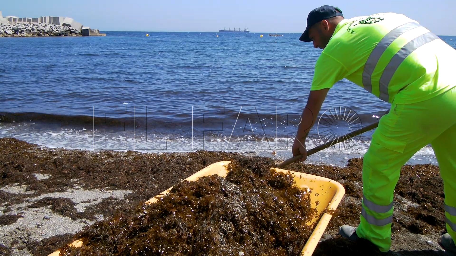 Tragsa comienza a retirar las algas de las playas de la bahía norte