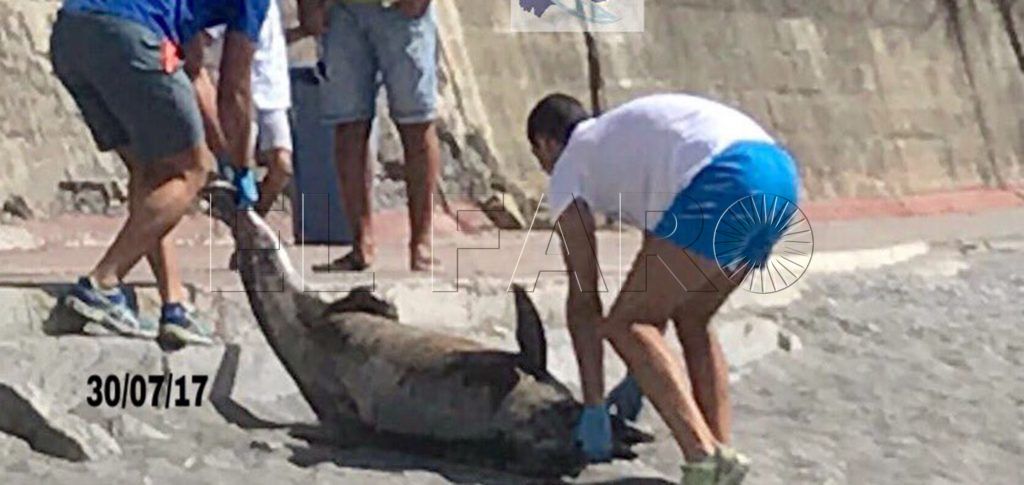 Septem Nostra considera “inusual” la cifra de delfines muertos aparecidos