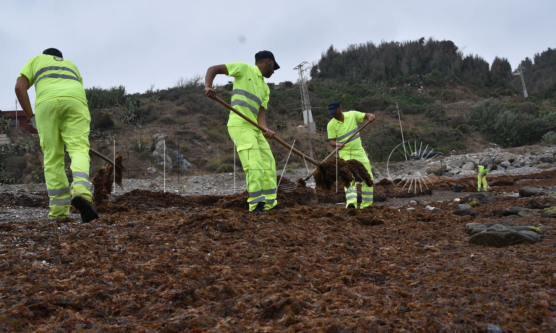Tragsa recogió 165 toneladas de algas desde el pasado 30 de junio