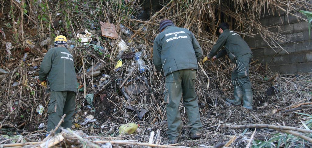 Las Brigadas Verdes podrían ejecutar la poda de palmeras y árboles