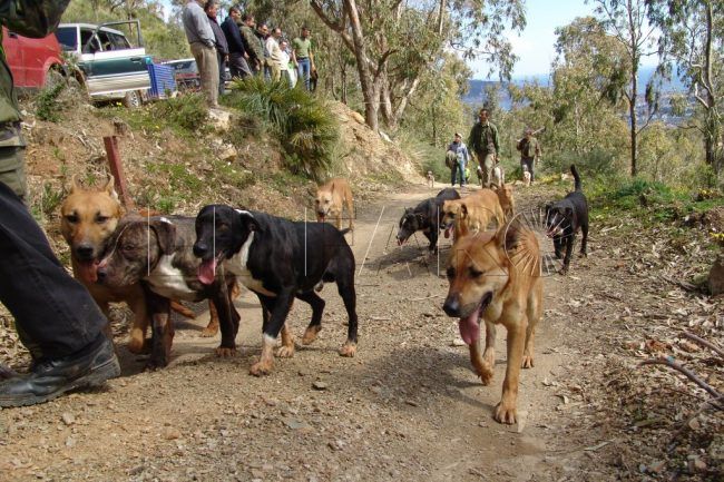 ¿Cazadores discriminados?: los únicos a los que se les pide la serología de sus perros