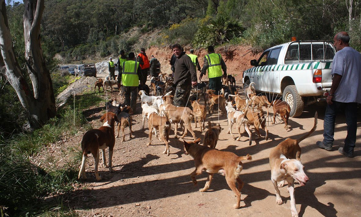 Los cazadores podrán abatir perros asilvestrados en zonas de caza desde este domingo