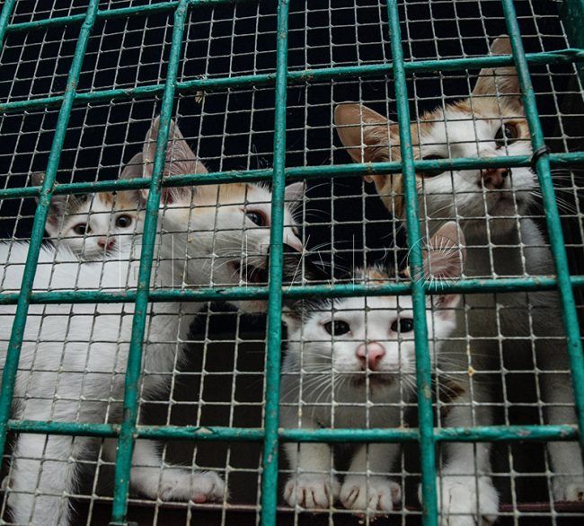 La Protectora enviará a Francia unos 80 animales en el mes de noviembre