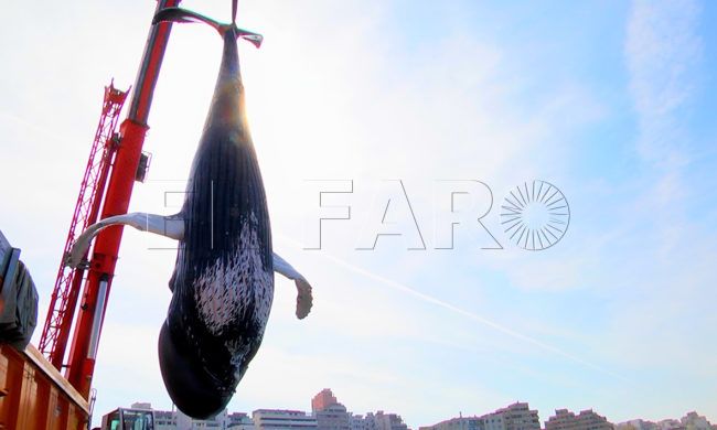 La ciudad carece de medios para emergencias sobre animales marinos