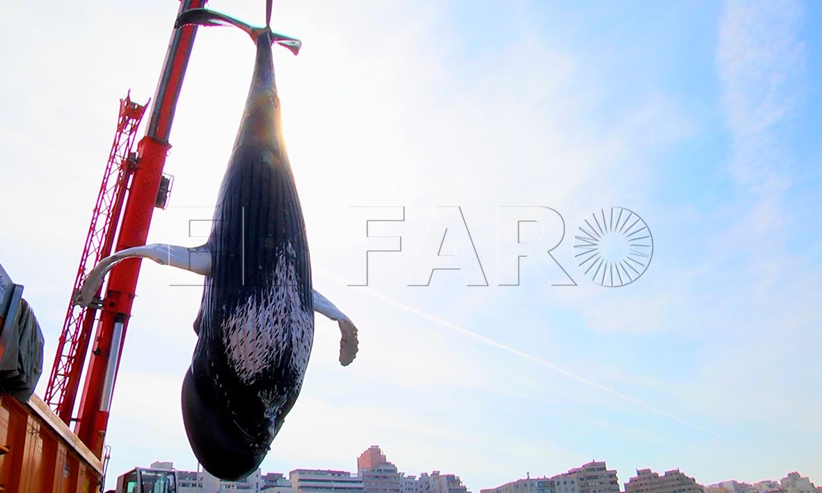 La ciudad carece de medios para emergencias sobre animales marinos