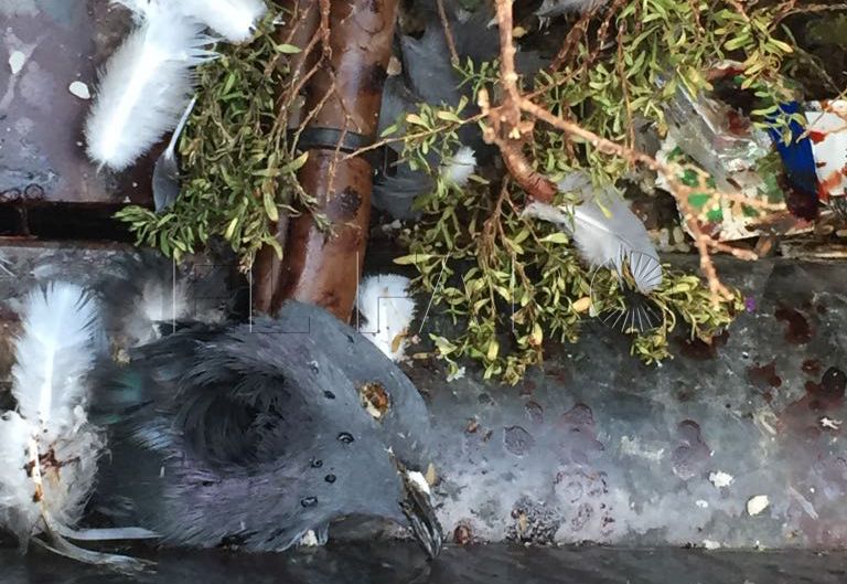 Matanza indiscriminada de palomas en la Plaza de los Reyes