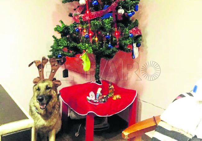 El árbol solidario de la Protectora recogerá regalos para los animales