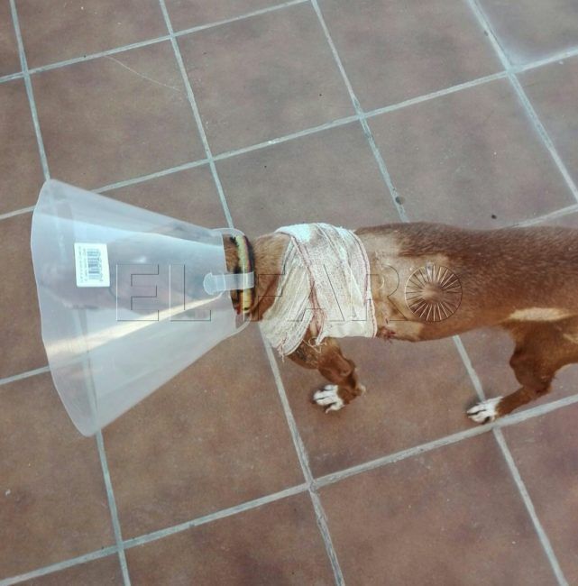 Sanidad intensifica la vigilancia y captura de los perros asilvestrados
