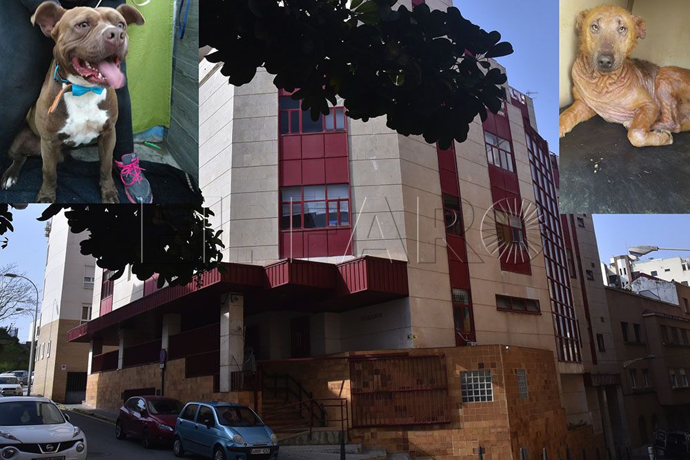 Tres personas condenadas por maltrato a cuatro perros