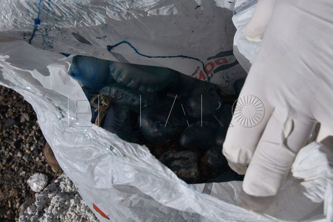 El Faro - Retiran unos 70 ejemplares de carabela portuguesa en la playa de San Amaro