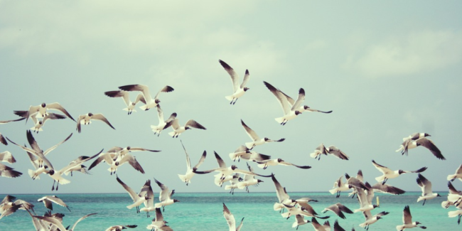 El Faro - Casi 220 parejas reproductoras de gaviotas en zona urbana