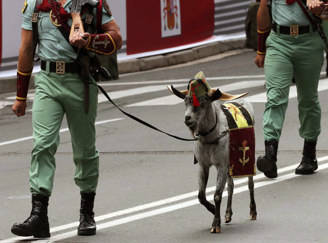 FOTOS | La Legión y Regulares de Ceuta participan en el desfile del Día de las Fuerzas Armadas en Logroño