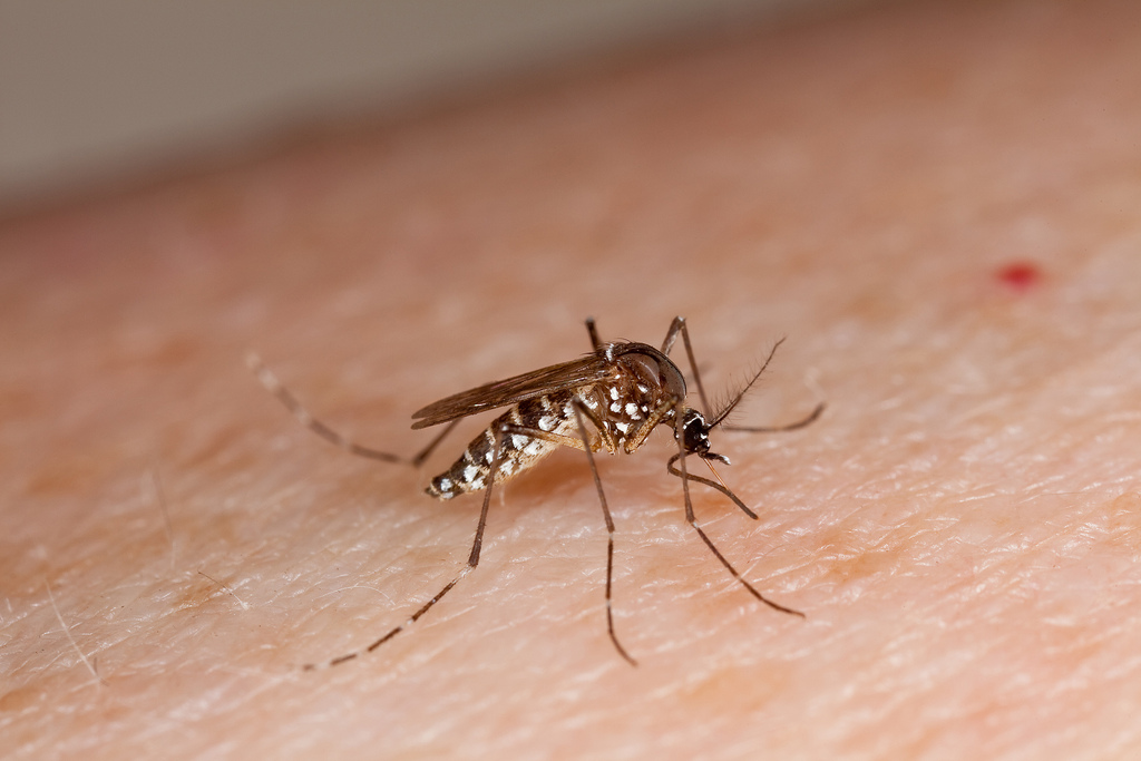 chikungunya-virus-causa-alerta-mundial