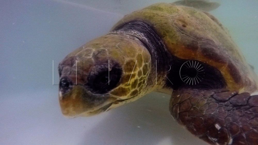 El CECAM recupera tres tortugas bobas en una semana en La Almadraba