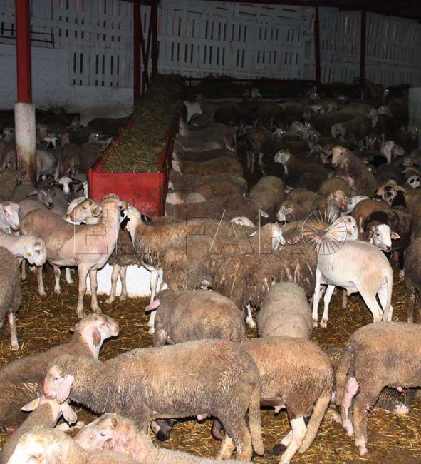 Prohibido el borrego de Marruecos… solo en Ceuta