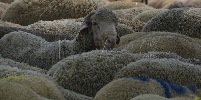 Fiesta del Sacrificio 2018: ¿Cuándo es? Fecha y oraciones del Eid al-Adha