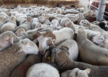 12_6