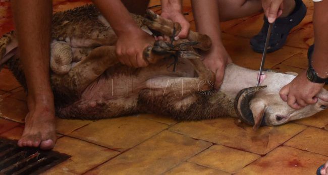 El Partido Animalista duda que la forma de sacrificar al cordero se ajuste a la ley