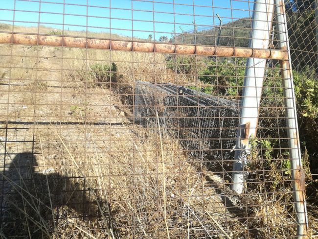 El Faro - Atrapados cerca de 110 perros asilvestrados en Ceuta durante los últimos treinta meses