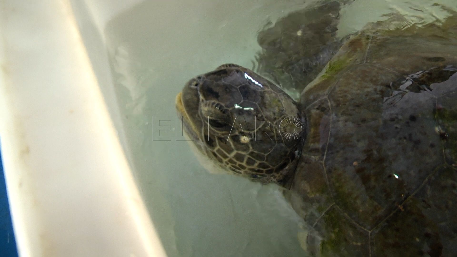 El CECAM rescata una tortuga verde, especie inédita en el Estrecho