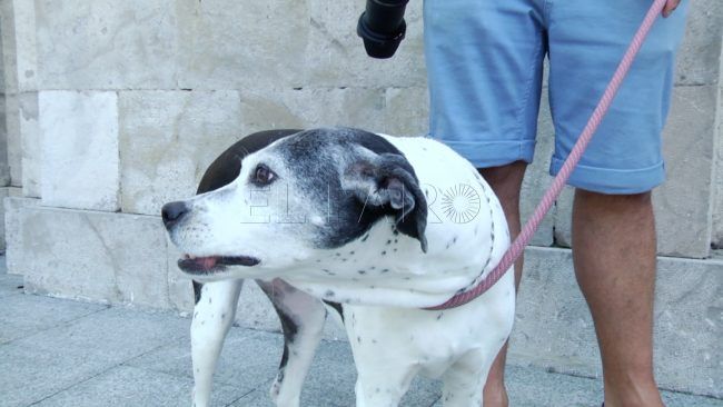 Petardos, mascotas e inacción