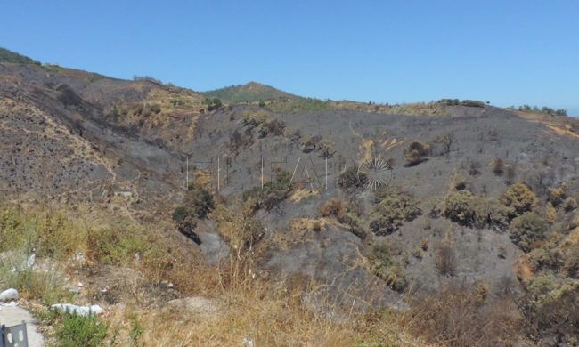 La reforestación de nuestros montes, ¡¿para cuándo?!