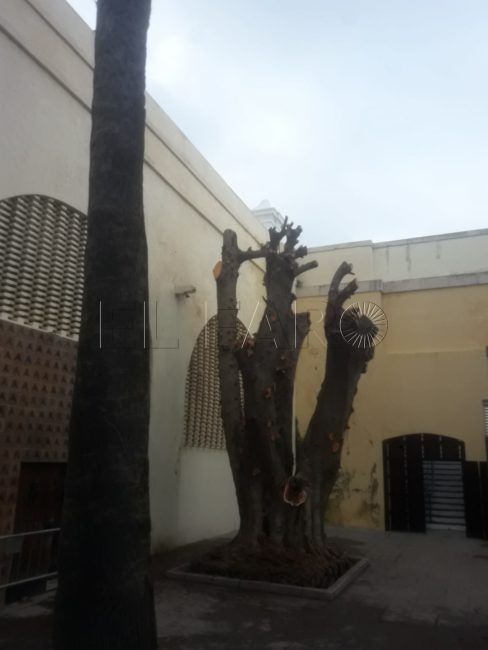 Septem Nostra habla de poda “radical” de un ficus secular y la Ciudad matiza