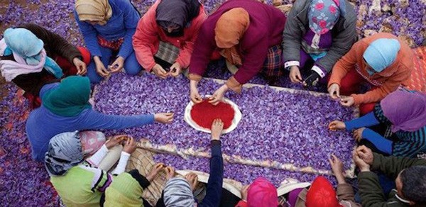 El cultivo del azafrán es un asunto de familia en Marruecos