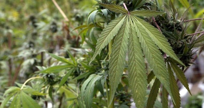 marihuana archivo efe