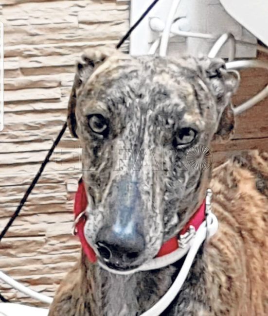 El Faro - Búsqueda a la desesperada de Merlín: uno de los galgos adoptados en la Protectora de Ceuta