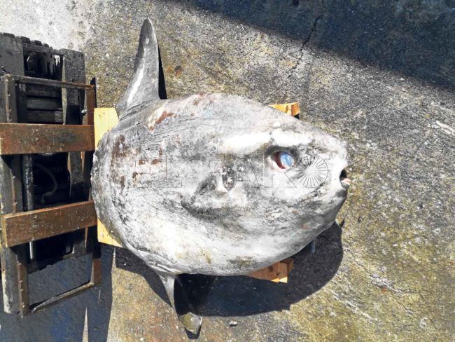 Varado un pez luna en la playa de la Almadraba al que confundieron con un delfín